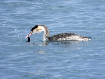 カンムリカイツブリ 宮城県 鳥の海 2023年1月28日(土)