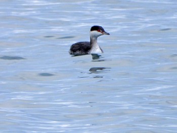 ミミカイツブリ 宮城県 鳥の海 2023年1月28日(土)