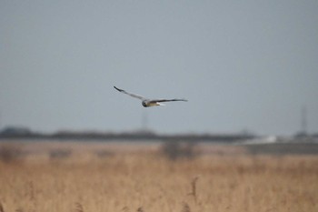 2023年1月22日(日) 渡良瀬遊水地の野鳥観察記録