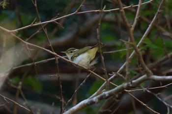 Eastern Crowned Warbler いつもの林道 Sun, 4/8/2018