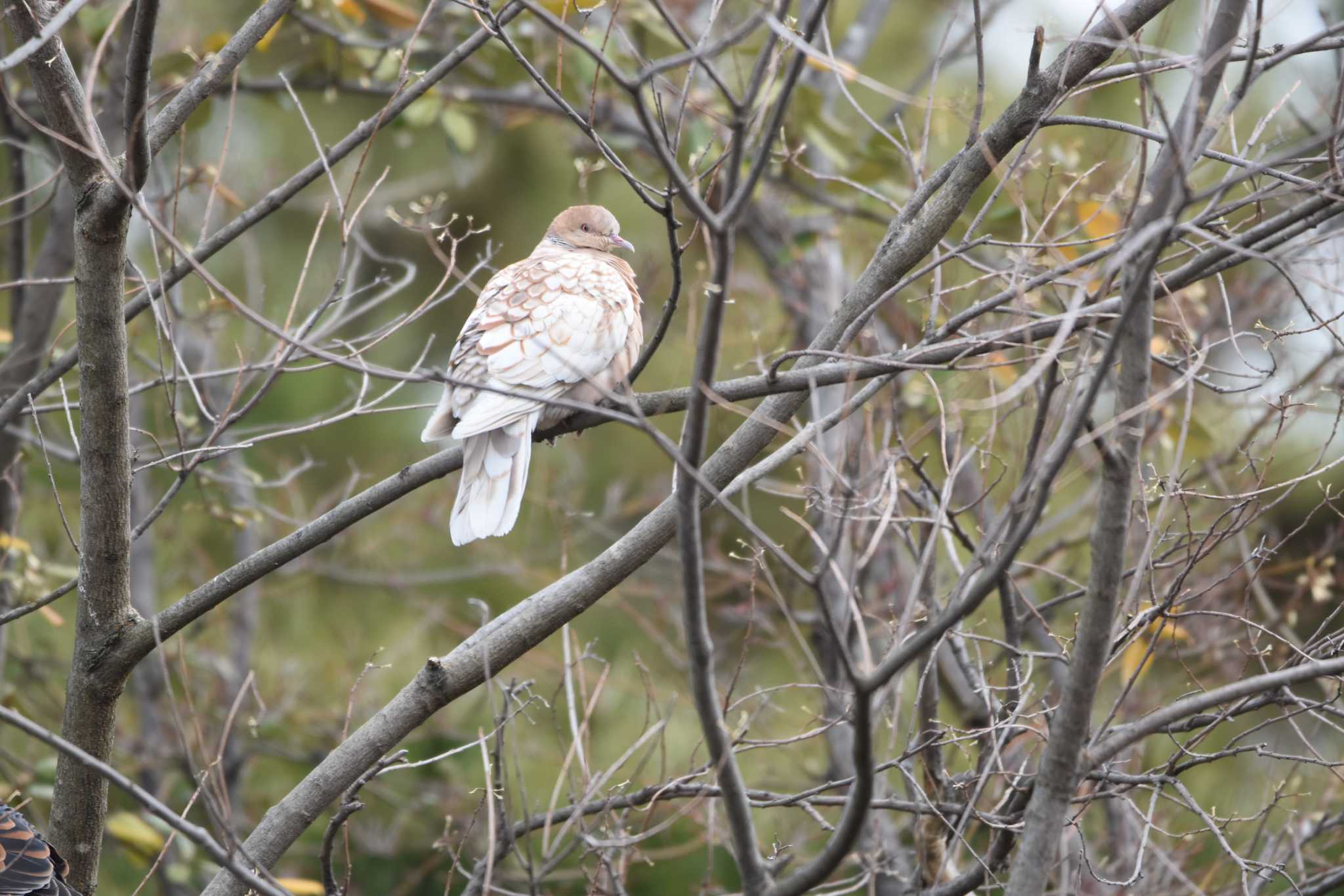 Oriental Turtle Dove