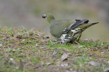 White-bellied Green Pigeon 立田山 Fri, 2/12/2016