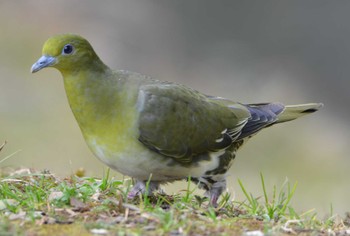 White-bellied Green Pigeon 立田山 Fri, 2/12/2016