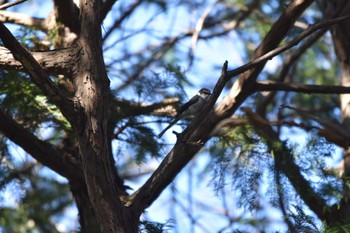 Sat, 1/28/2023 Birding report at 和田堀公園