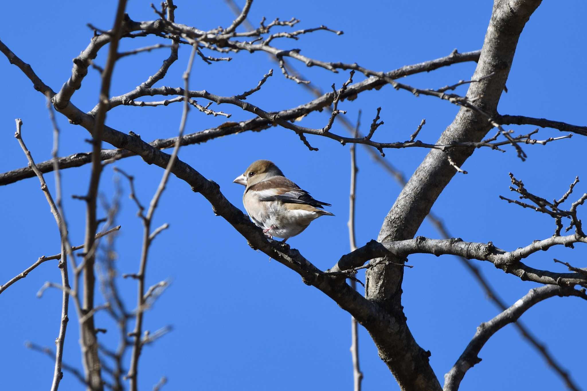 Hawfinch