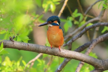 Common Kingfisher 埼玉県 Sun, 4/8/2018