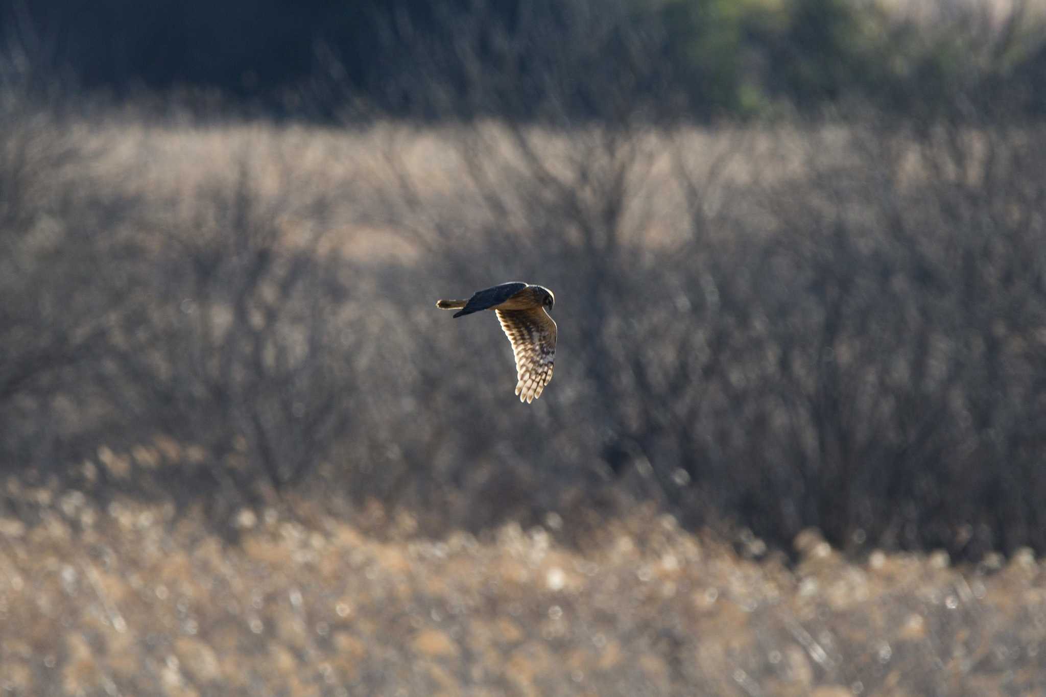 Hen Harrier