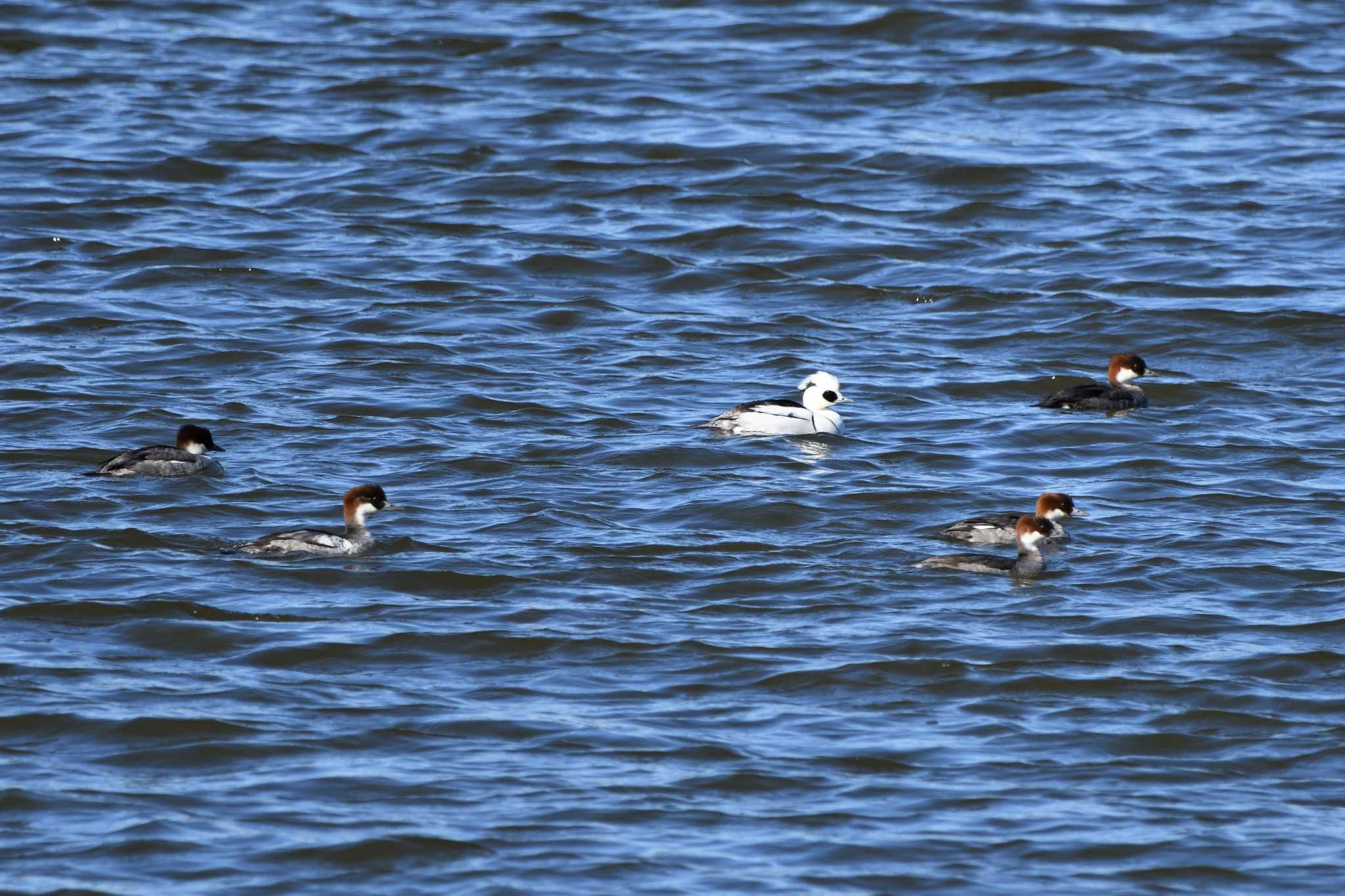 Smew