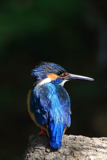 Common Kingfisher 埼玉県 Sun, 4/8/2018