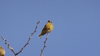 2023年1月28日(土) 平塚市の野鳥観察記録