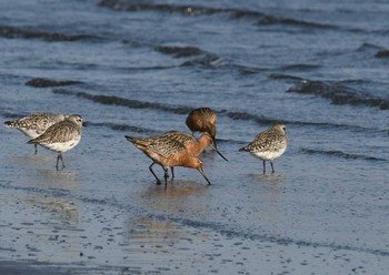 オオソリハシシギ ふなばし三番瀬海浜公園 2018年4月8日(日)