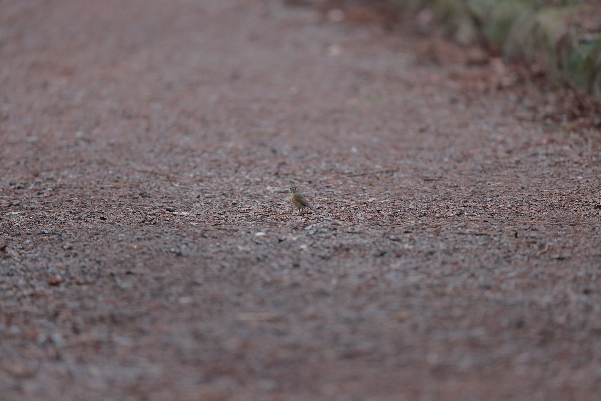 Photo of Red-flanked Bluetail at Kodomo Shizen Park by こぐまごろう