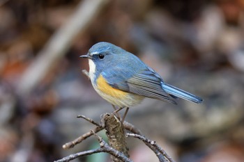 Red-flanked Bluetail Kodomo Shizen Park Sat, 1/28/2023