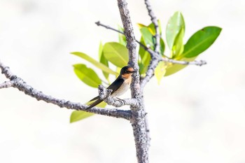 Pacific Swallow Olango Island Wildlife Sanctuary Fri, 5/5/2017