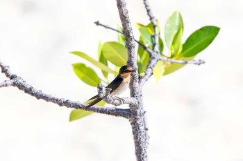 リュウキュウツバメ Olango Island Wildlife Sanctuary 2017年5月5日(金)