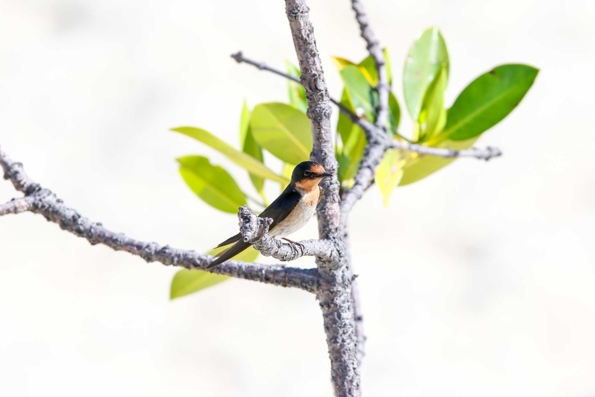 Pacific Swallow