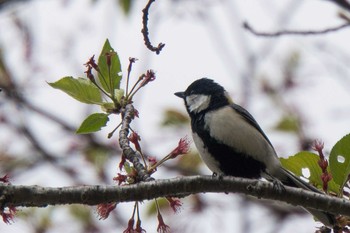 シジュウカラ 昭和記念公園 2018年4月8日(日)