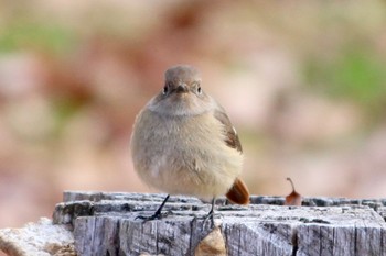 Daurian Redstart 馬見丘陵公園 Wed, 1/4/2023