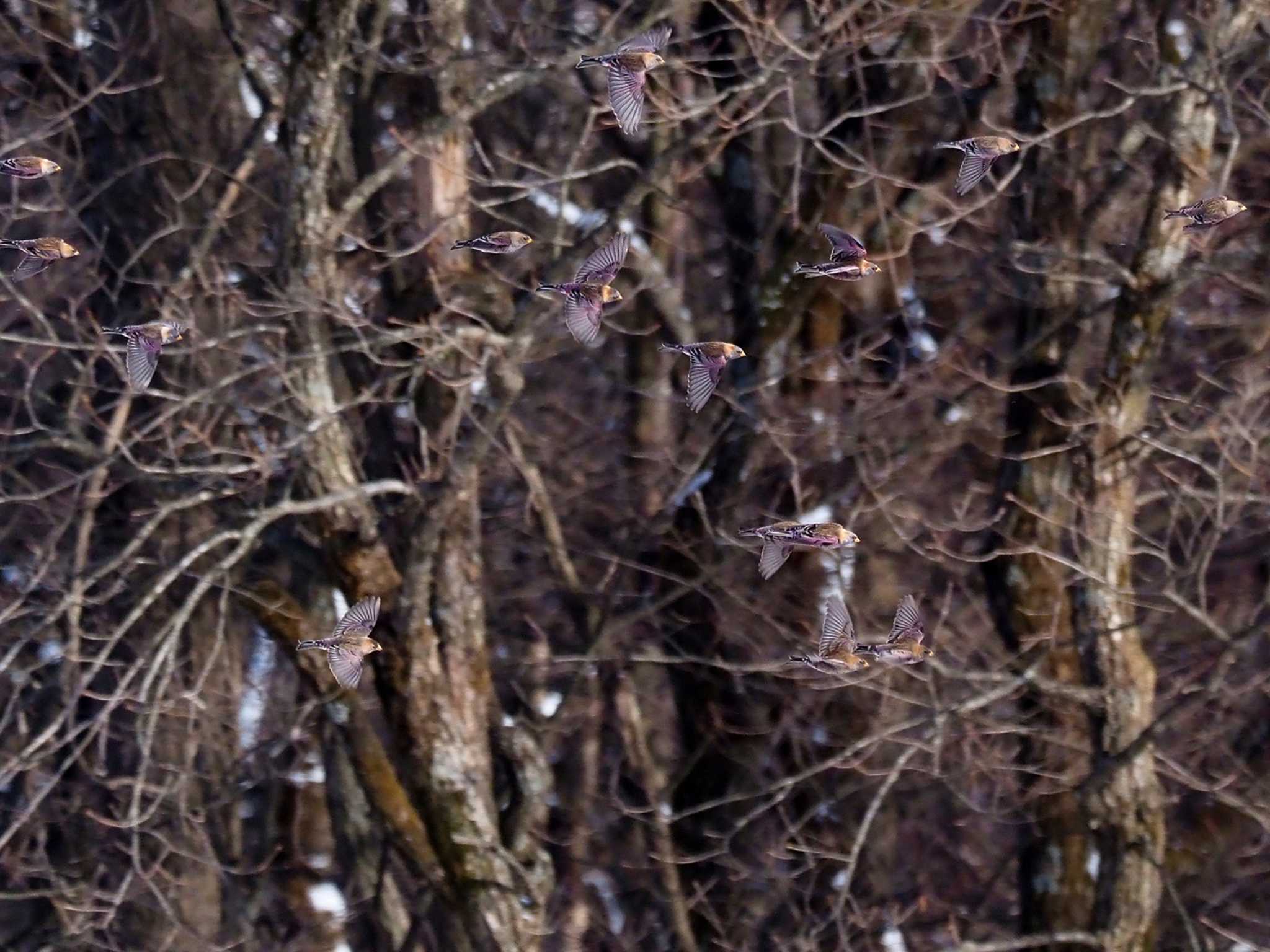 Asian Rosy Finch