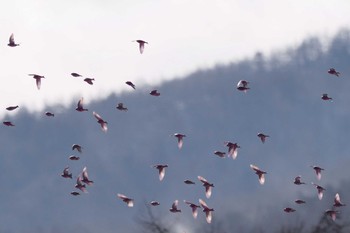 Sat, 1/28/2023 Birding report at 野辺山高原