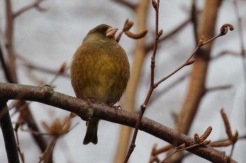 Grey-capped Greenfinch 北海道 函館市 東山 Sun, 4/8/2018