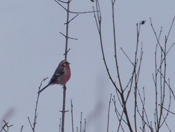 Sat, 1/28/2023 Birding report at 野辺山高原