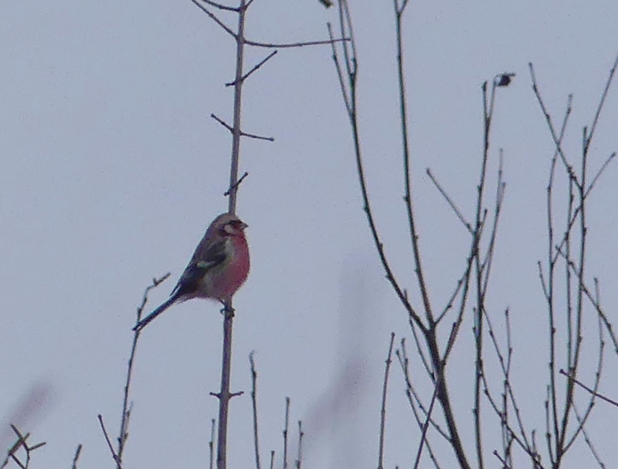 Siberian Long-tailed Rosefinch