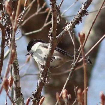 Willow Tit 埼玉県秩父市 三峰神社 Sun, 4/1/2018