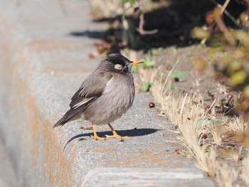 ムクドリ 県立湘南海岸公園 2023年1月26日(木)