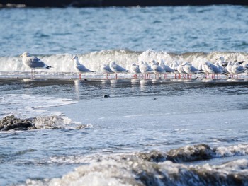 ユリカモメ 県立湘南海岸公園 2023年1月26日(木)