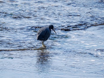 クロサギ 県立湘南海岸公園 2023年1月26日(木)