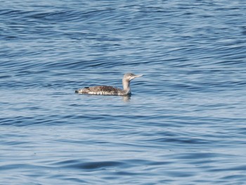 アビ 県立湘南海岸公園 2023年1月26日(木)