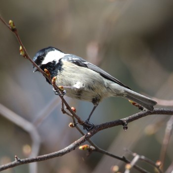 Coal Tit 埼玉県秩父市 三峰神社 Sun, 4/1/2018