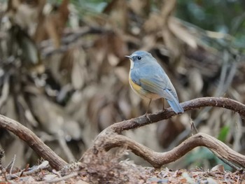 ルリビタキ 奈良公園 2023年1月28日(土)