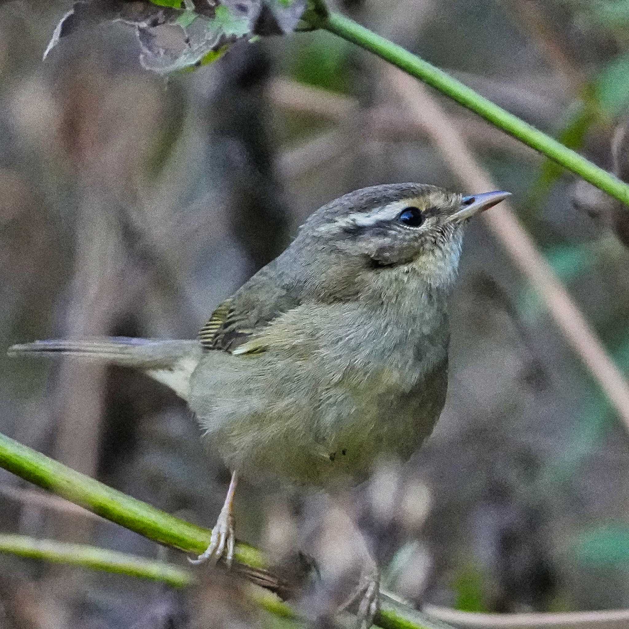 Pale-legged Leaf Warbler