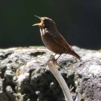 Eurasian Wren 群馬県桐生市 梅田ダム Sun, 4/8/2018