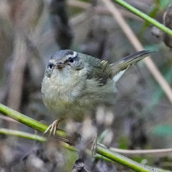 2023年1月27日(金) Khao Mai Keao Reservation Parkの野鳥観察記録