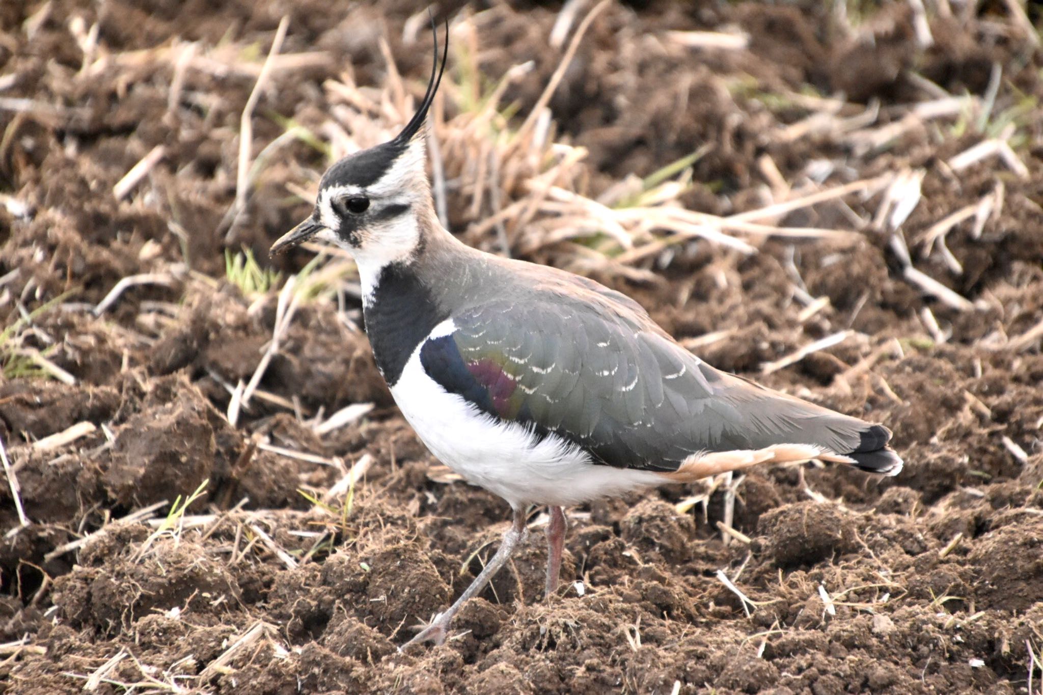 Northern Lapwing