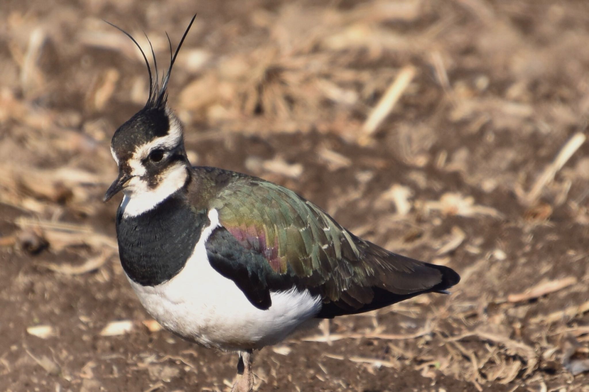 Northern Lapwing