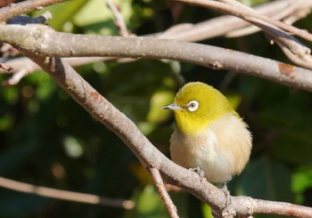 Warbling White-eye 倉敷市藤戸町 Sun, 1/29/2023