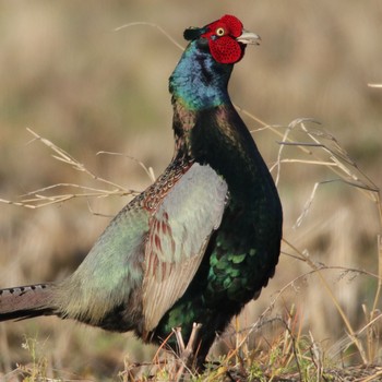 Green Pheasant 下妻市 Sun, 4/8/2018