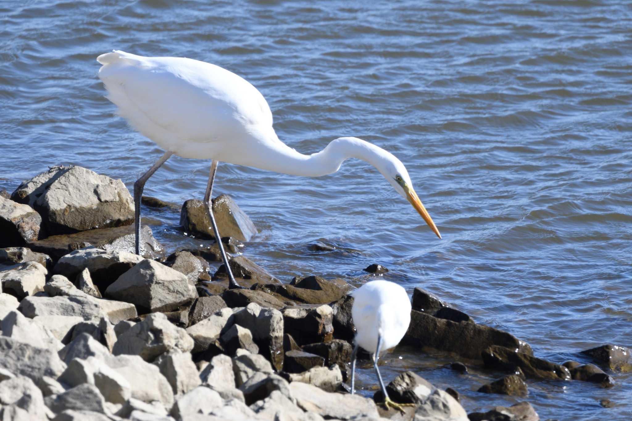 Great Egret