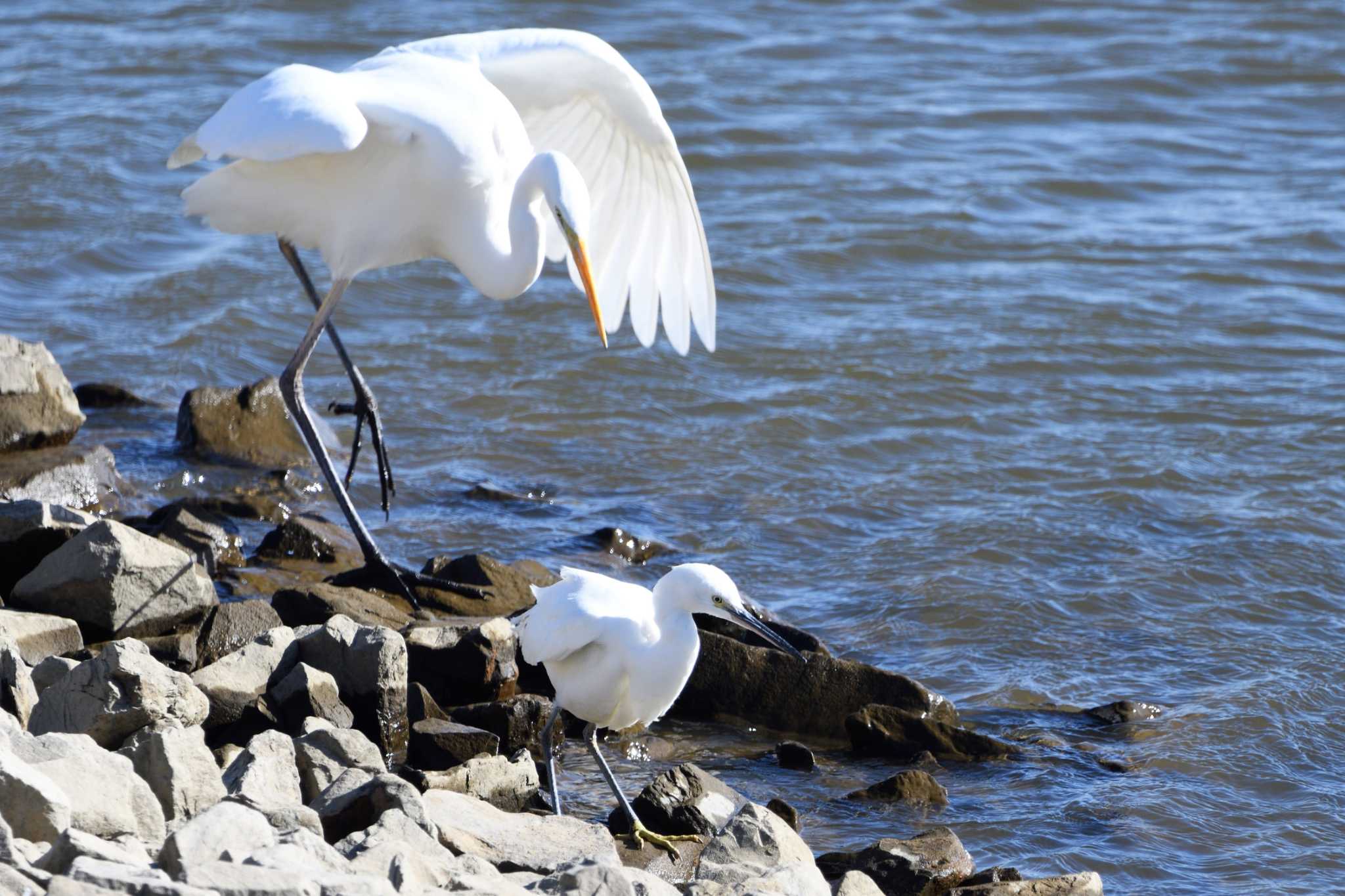 Little Egret