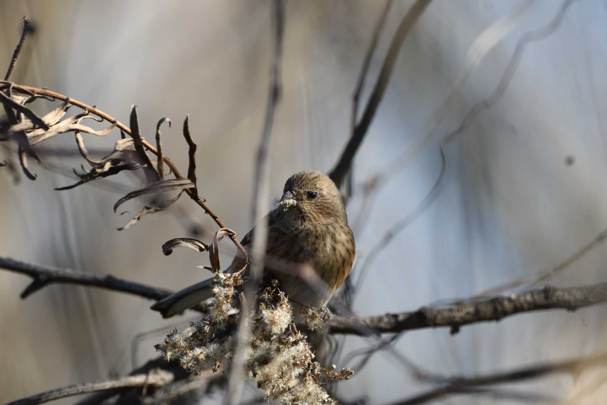 Siberian Long-tailed Rosefinch