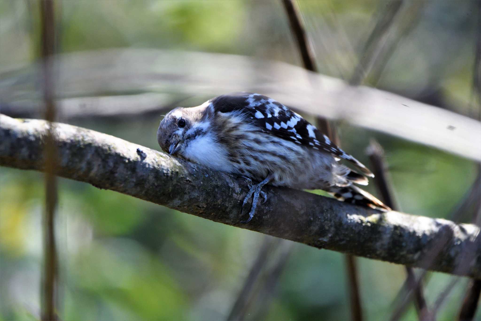 Japanese Pygmy Woodpecker