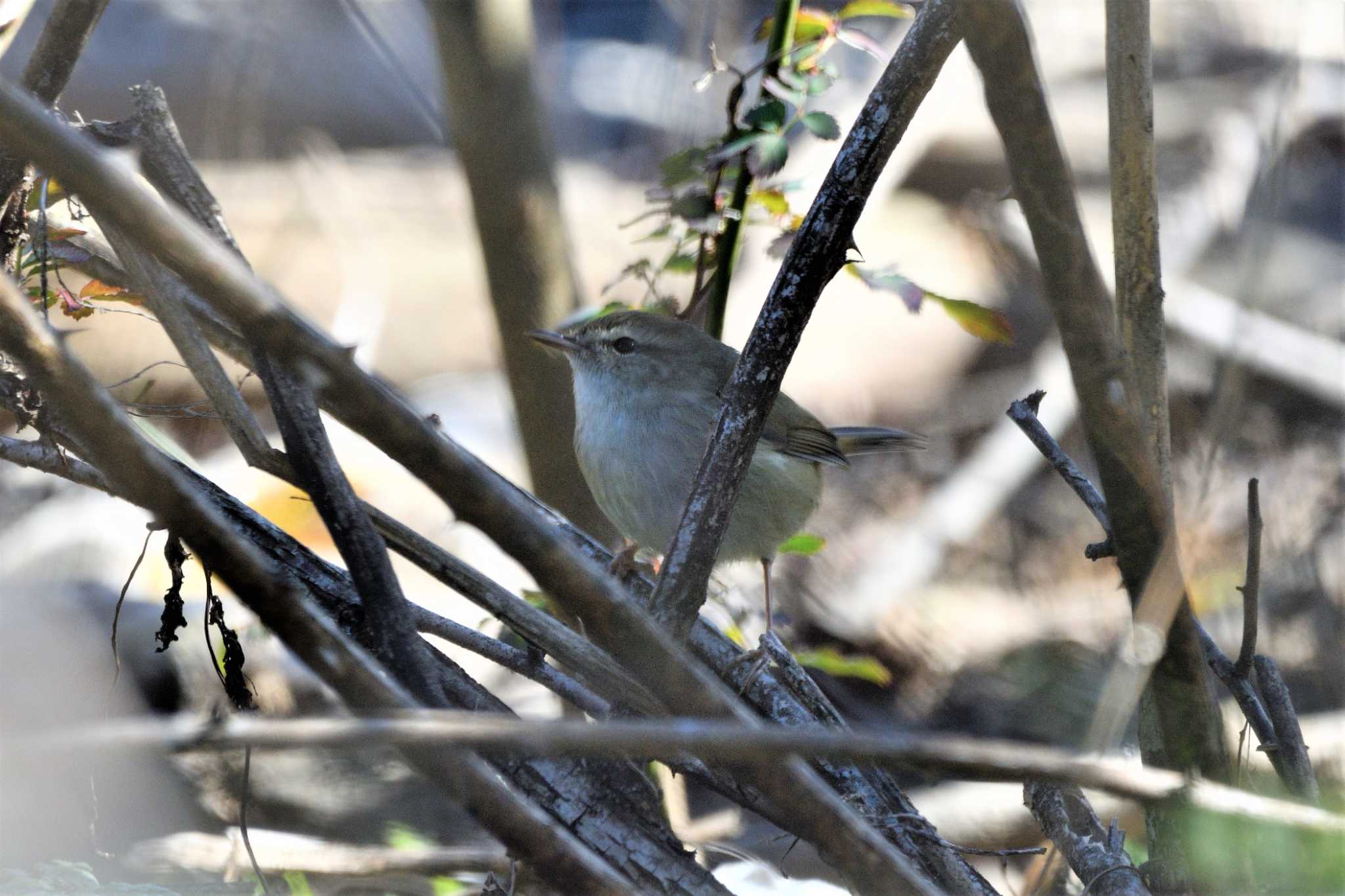 Japanese Bush Warbler