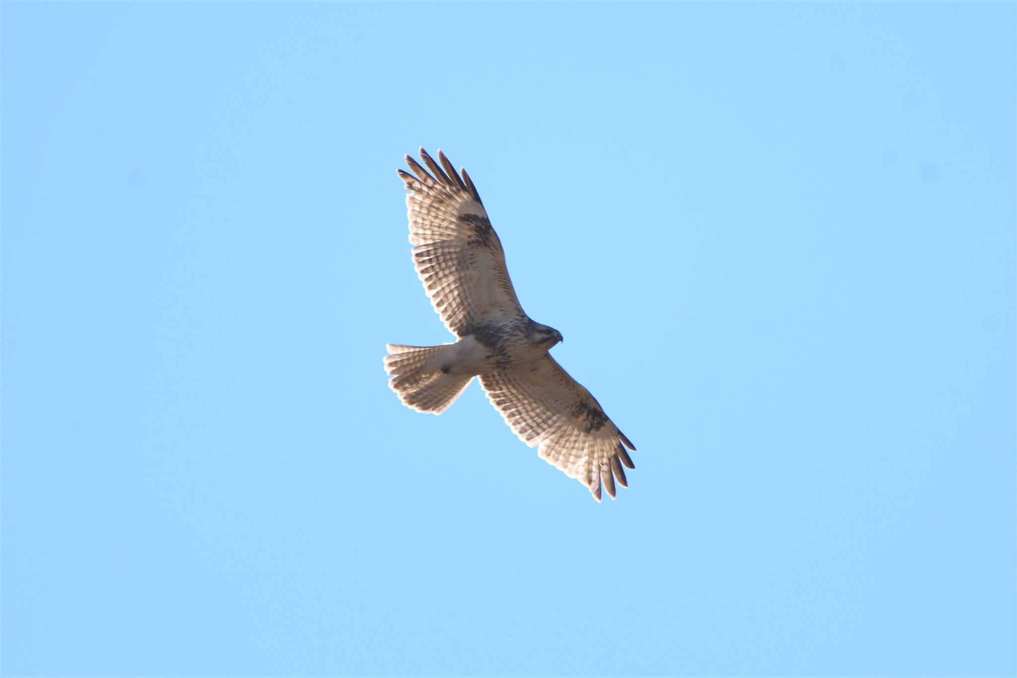 Eastern Buzzard