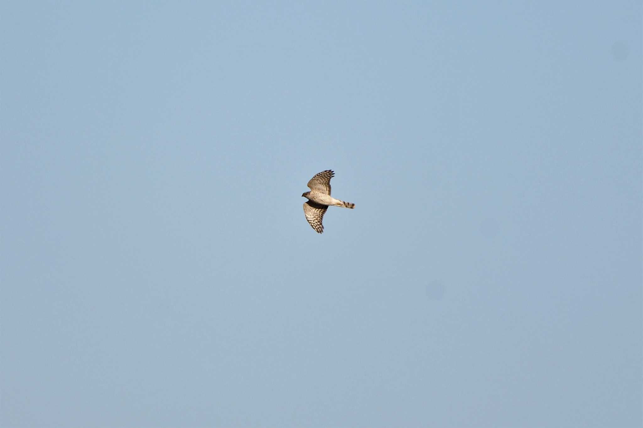 Eurasian Sparrowhawk