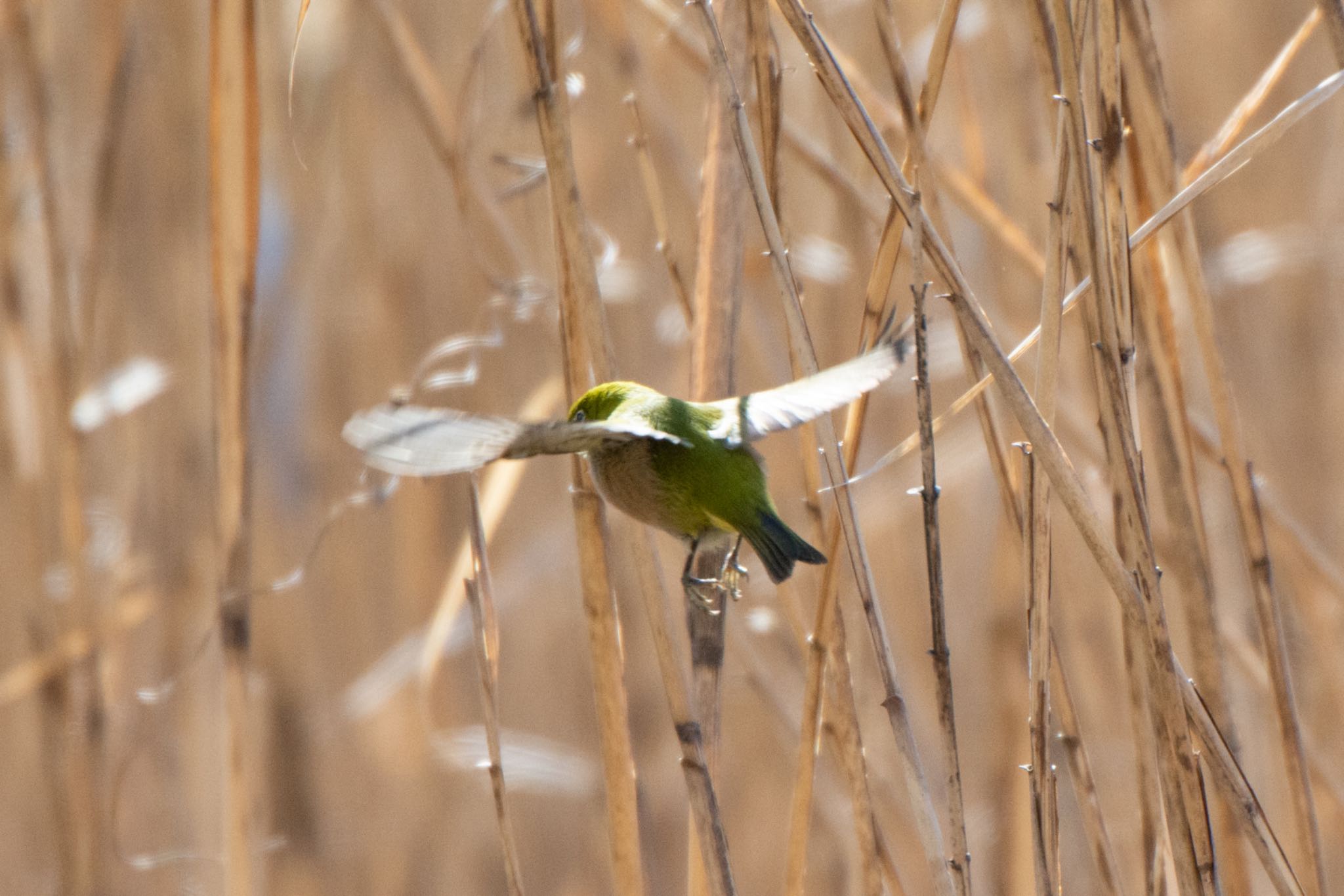 Photo of Warbling White-eye at 名古屋平和公園 by ザッキー