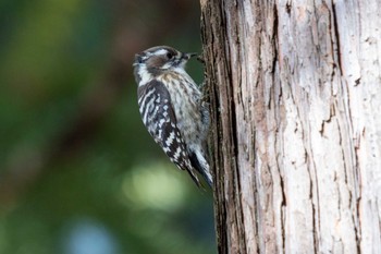 Sun, 1/29/2023 Birding report at 京都府立植物園